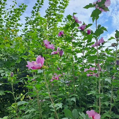 Spacious In Tempelhof Park Area Rum i privatbostad *